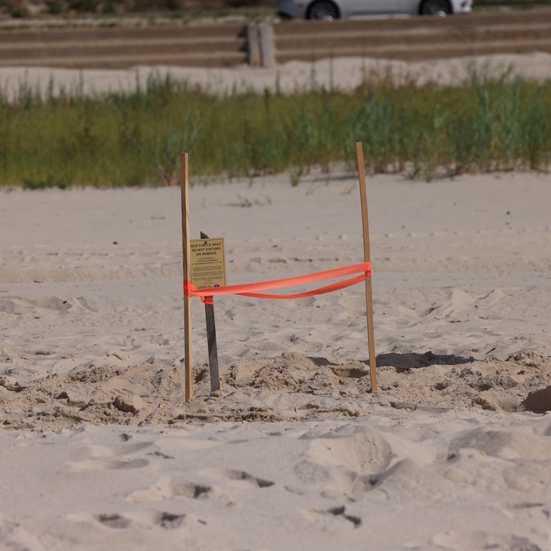 Sea turtle nest in Mississippi