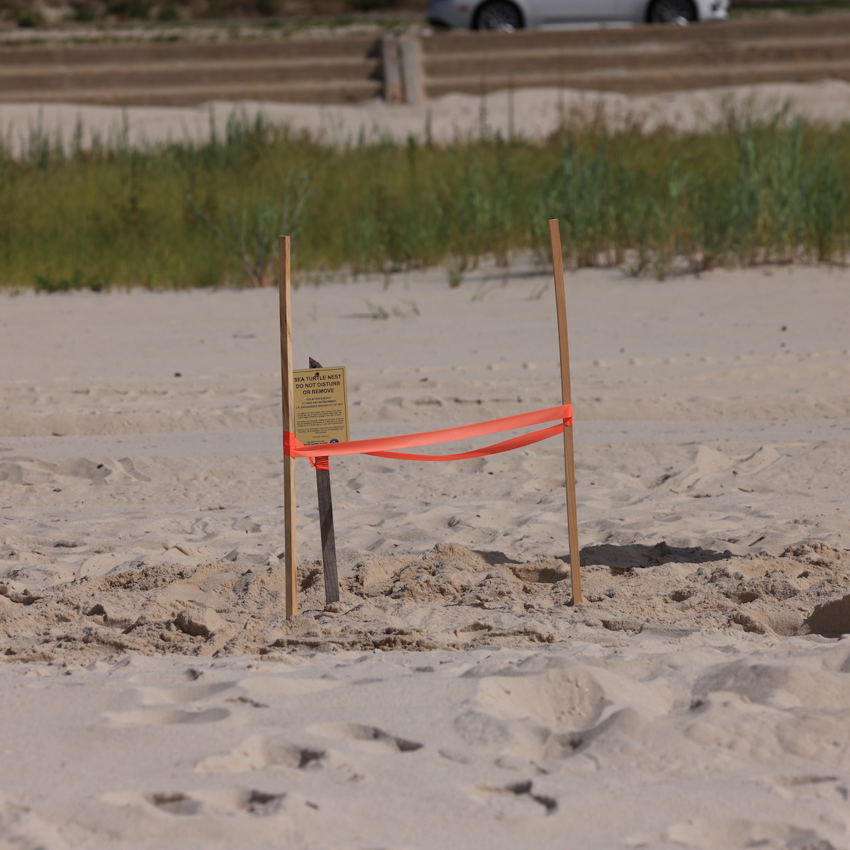 This State Just Found Its First Sea Turtle Nest Since 2018 TravelAwaits