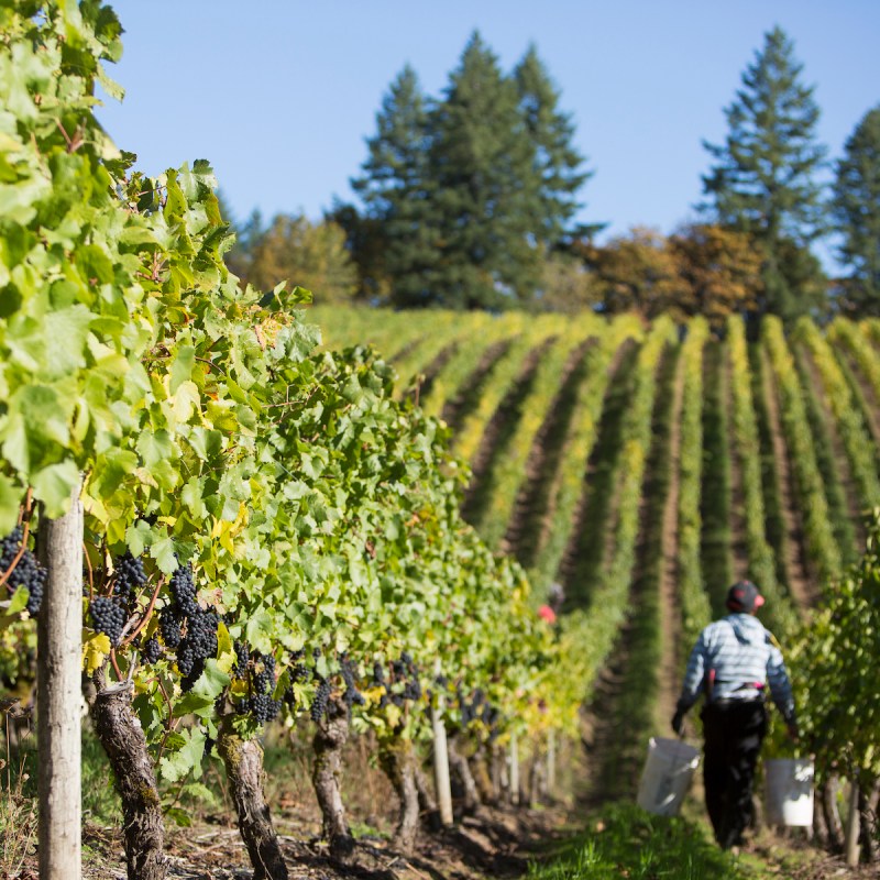 Harvest at Elk Cove Vineyards