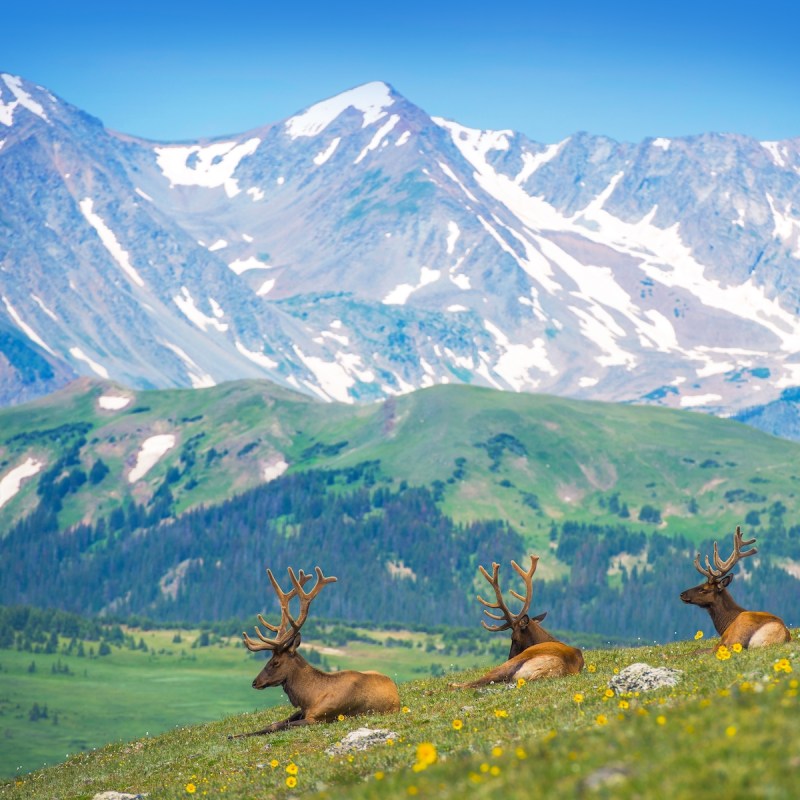 Resting elk in Colorado