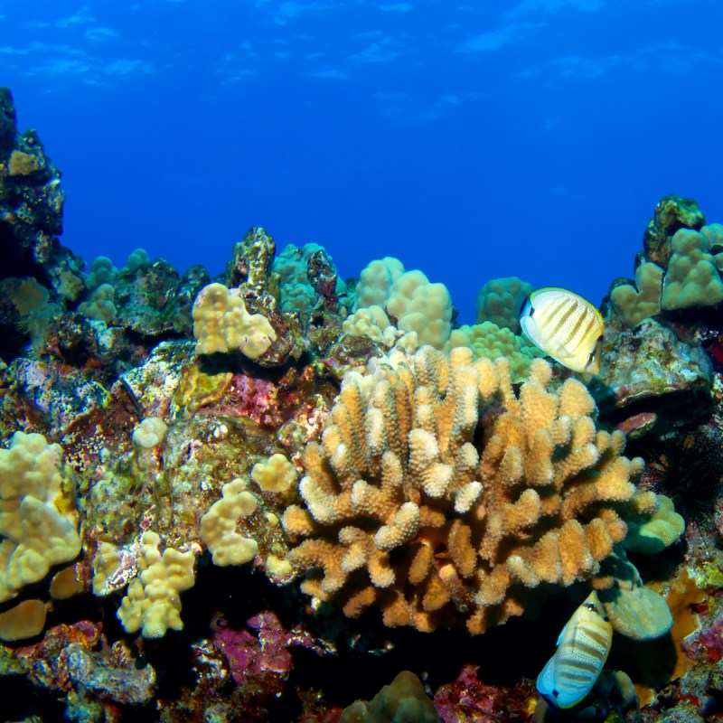 A coral reef in Hawaii