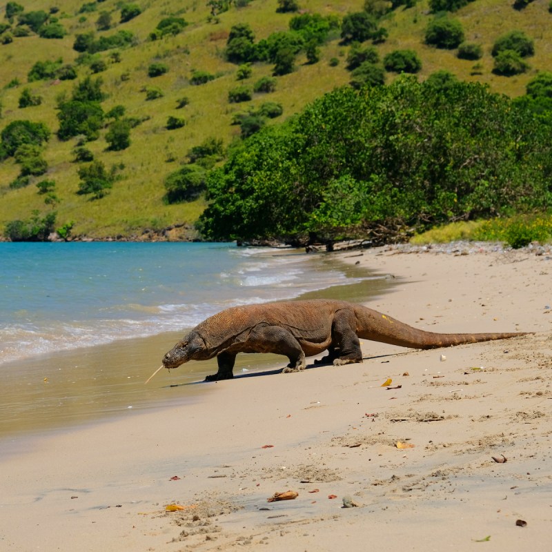 A Komodo dragon on the beach