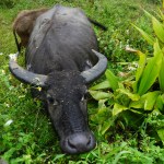 Water buffalo