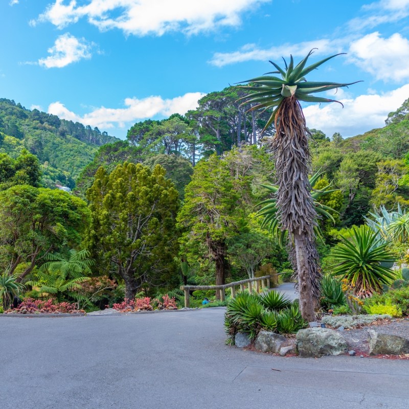 Wellington Botanic Garden in New Zealand
