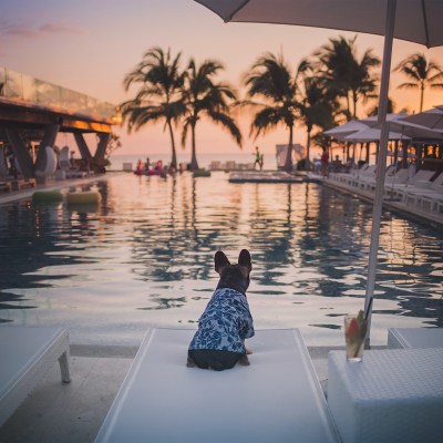 Dog at the pool at W Punta de Mita, a hotel in Mexico.