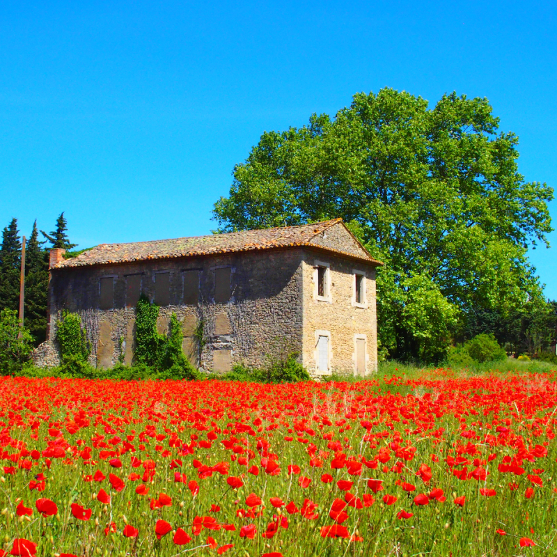 Poppy Field In Provence