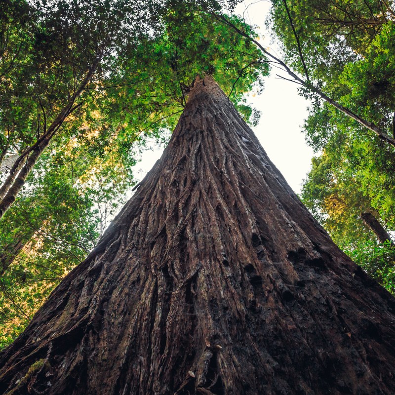 Hyperion Tree is the Tallest Tree in the World