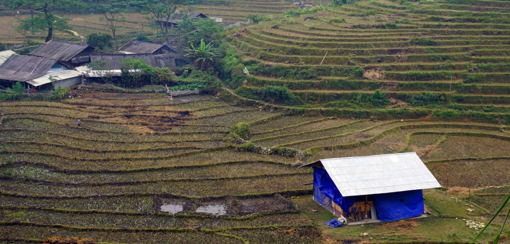 Rice fields in Sa Pa, Vietnam.