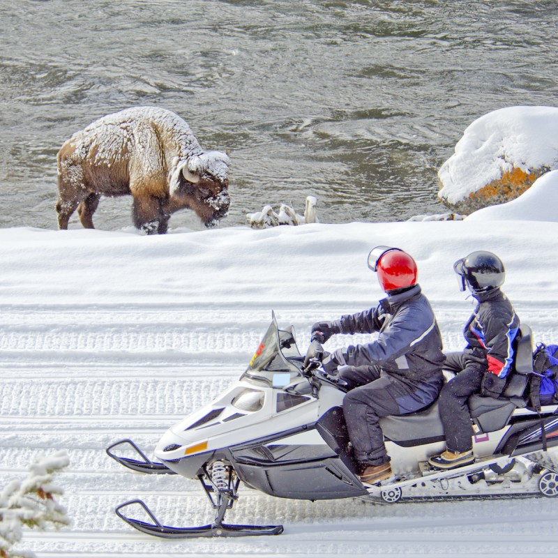 Two snowmobilers view a bison in Yellowstone National Park