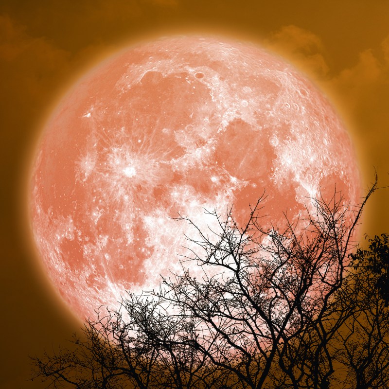 full sturgeon blood moon and silhouette tree in the night sky