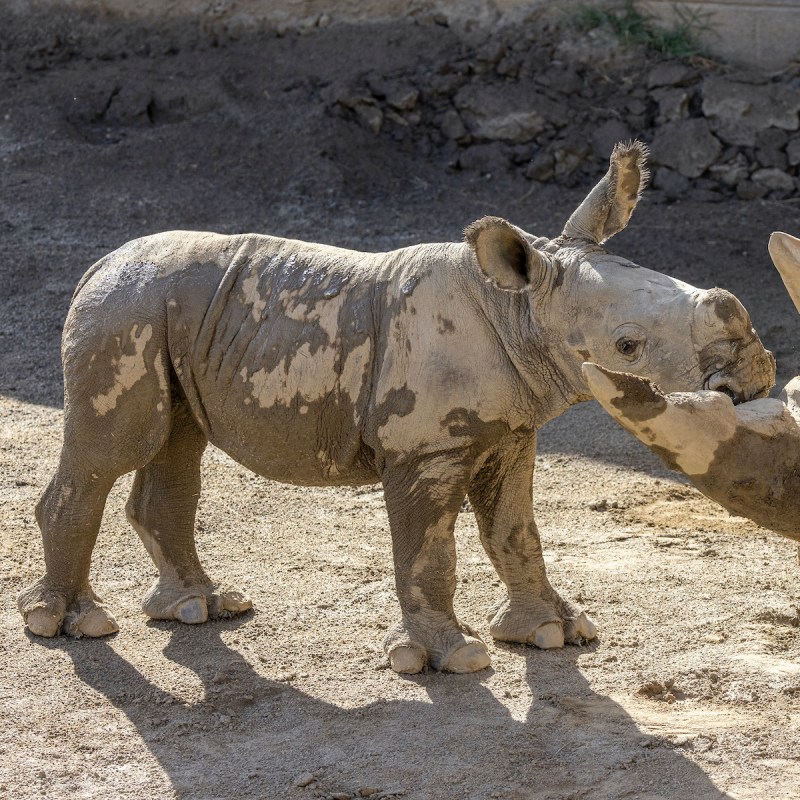 The calf and his mother at the Nikita Kahn Rhino Rescue Center at the San Diego Zoo Safari Park