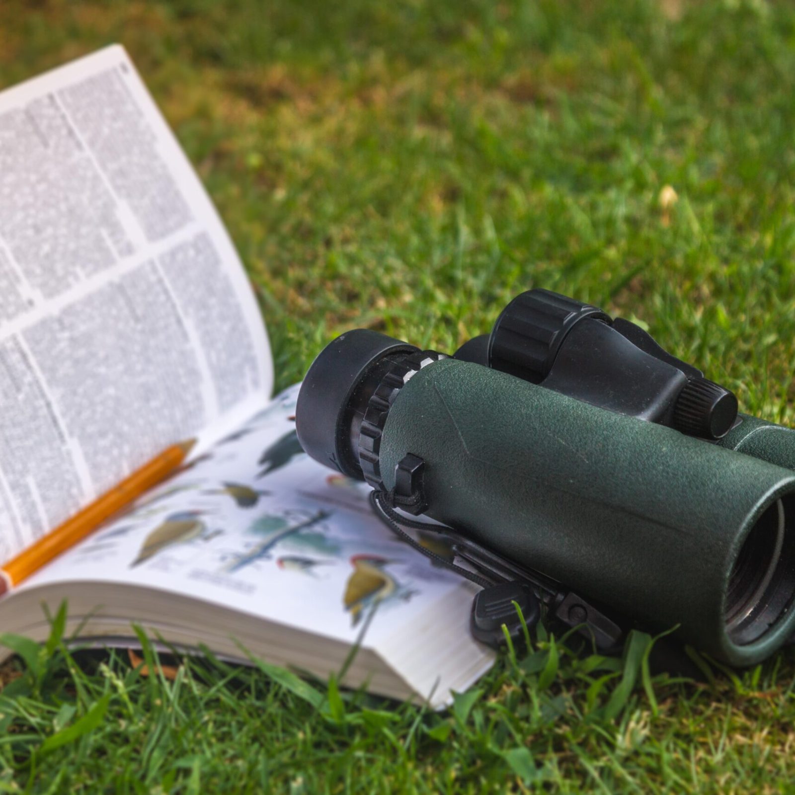 The Top 5 Pieces Of Gear I For Beginning Birders TravelAwaits