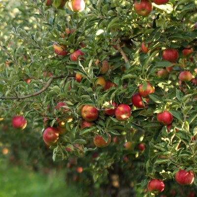 Apples at Demarest Farms