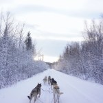 Dog sled team near Fairbanks, Alaska
