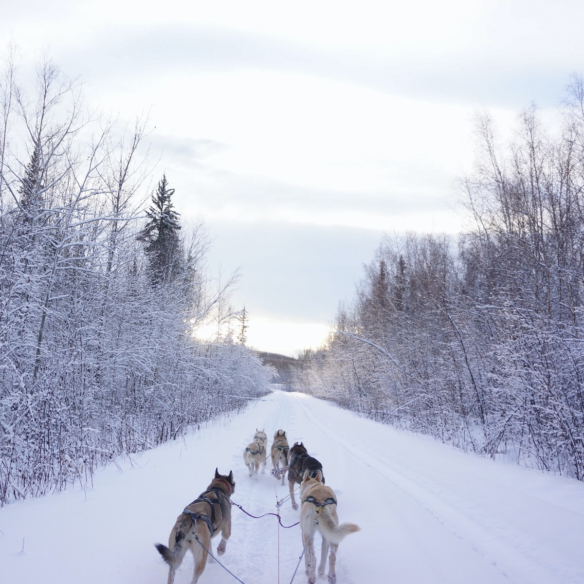 7 Incredible Winter Activities In Beautiful Fairbanks | TravelAwaits
