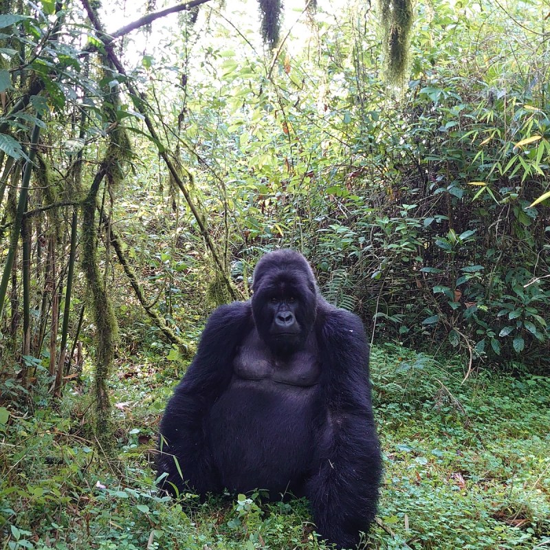 A gorilla in Rwanda's Volcanoes National Park