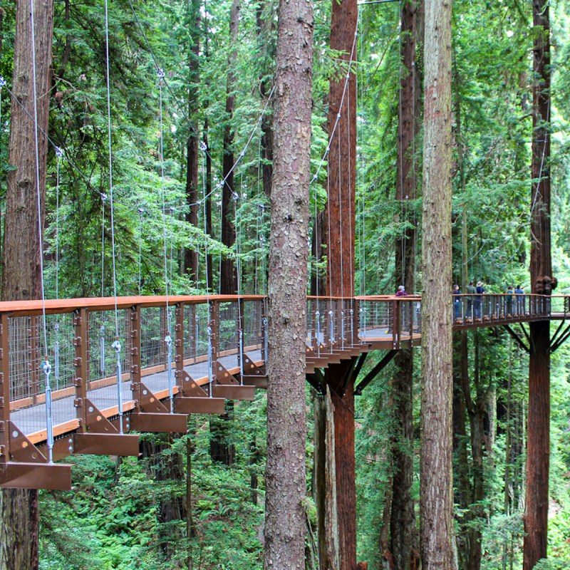 Redwood Sky Walk; Eureka, California