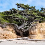 Tree of Life at Kalaloch Beach