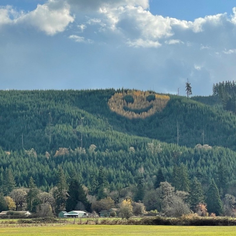 yellow smiley face made of trees in green forest