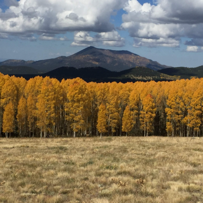 yellow aspen trees in front of mountain in Arizona