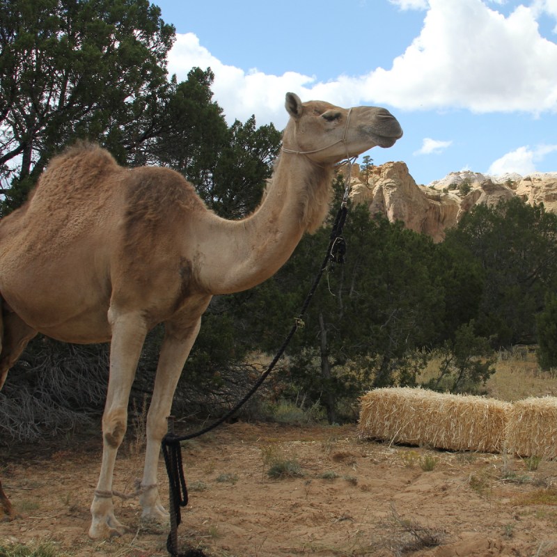 A camel at El Morro National Monument