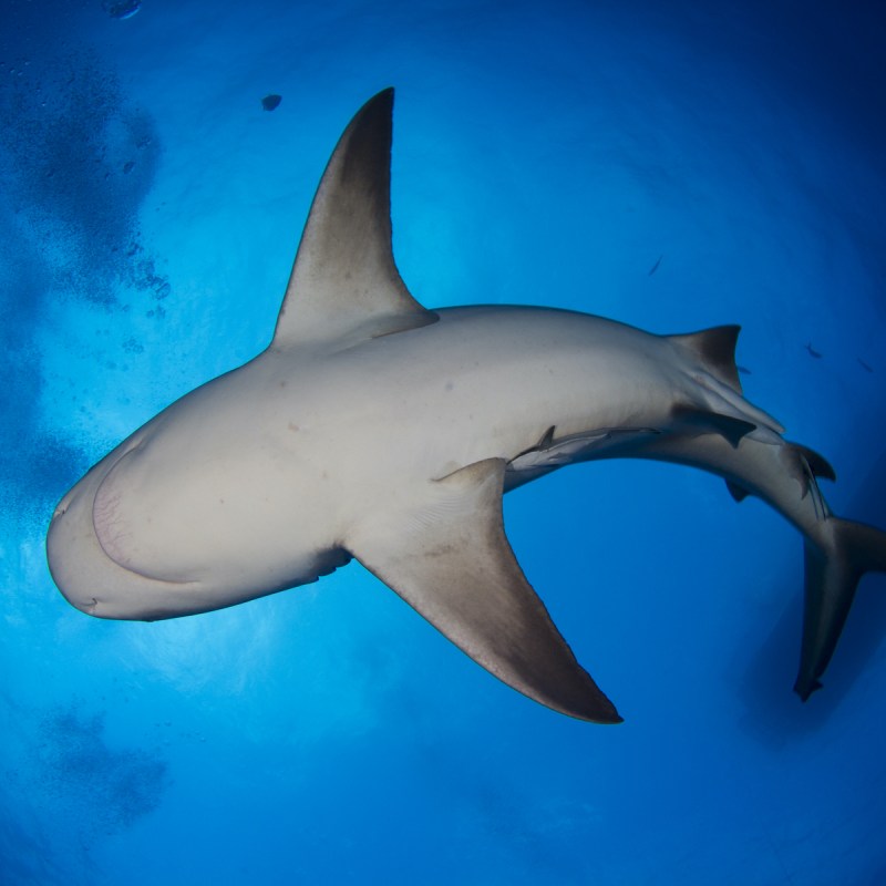 A bull shark in the waters of the Bahamas