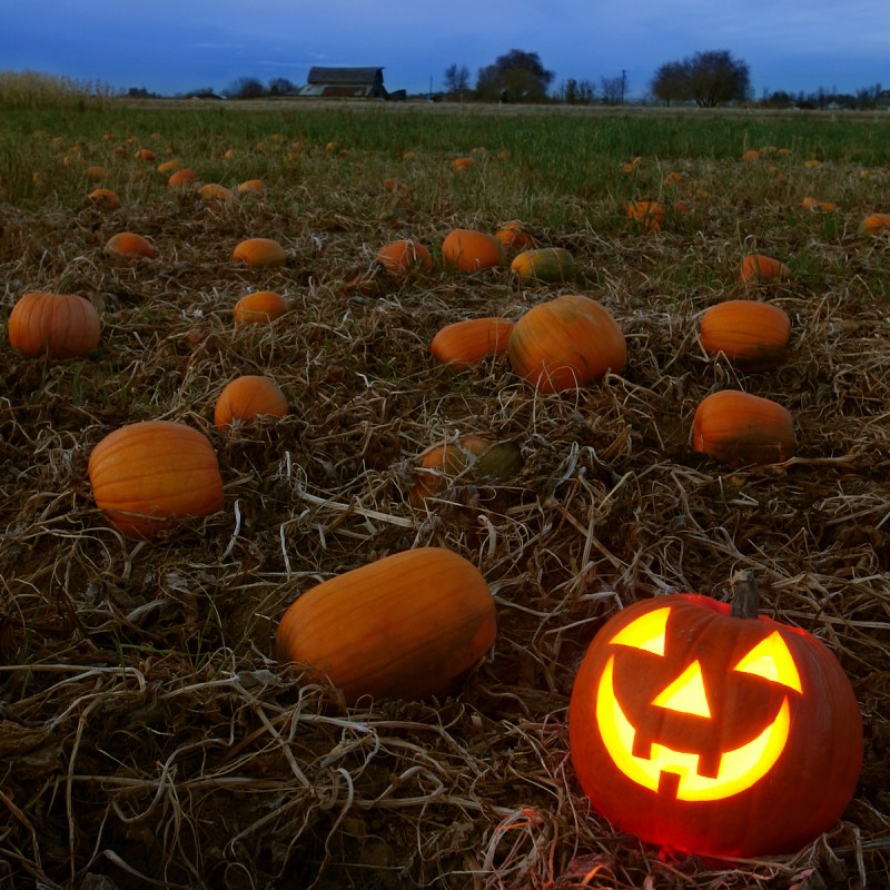 Jack-o-lantern in a pumpkin patch
