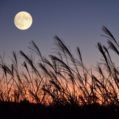 The harvest moon