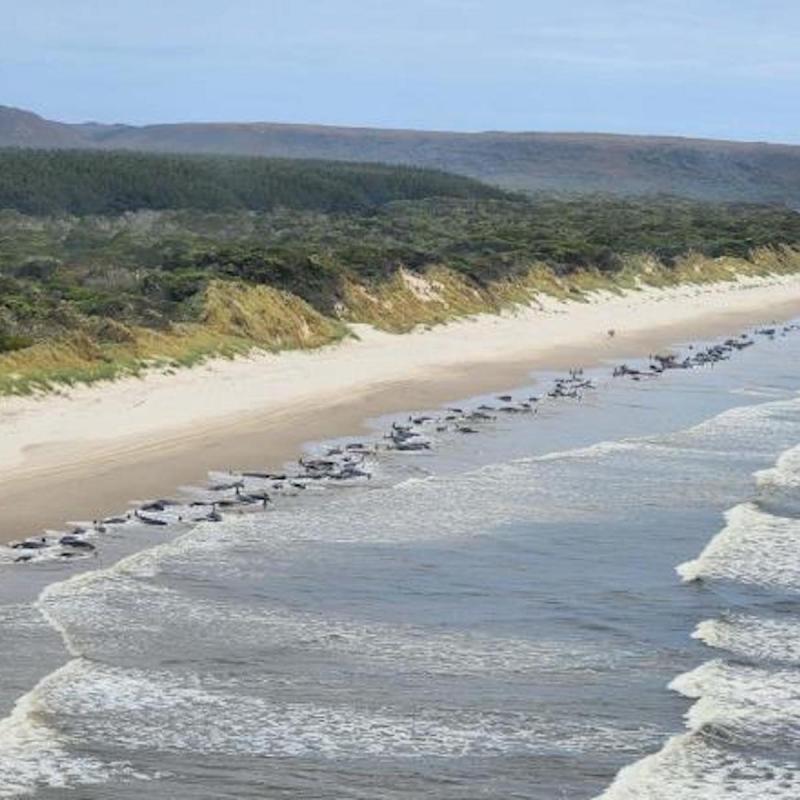 Tasmania’s west coast inside Macquarie Harbour