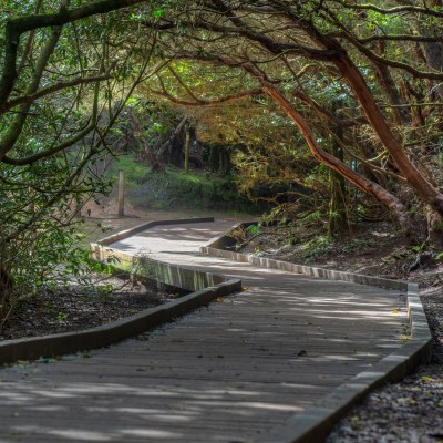 Anaga Forest; Tenerife, Spain