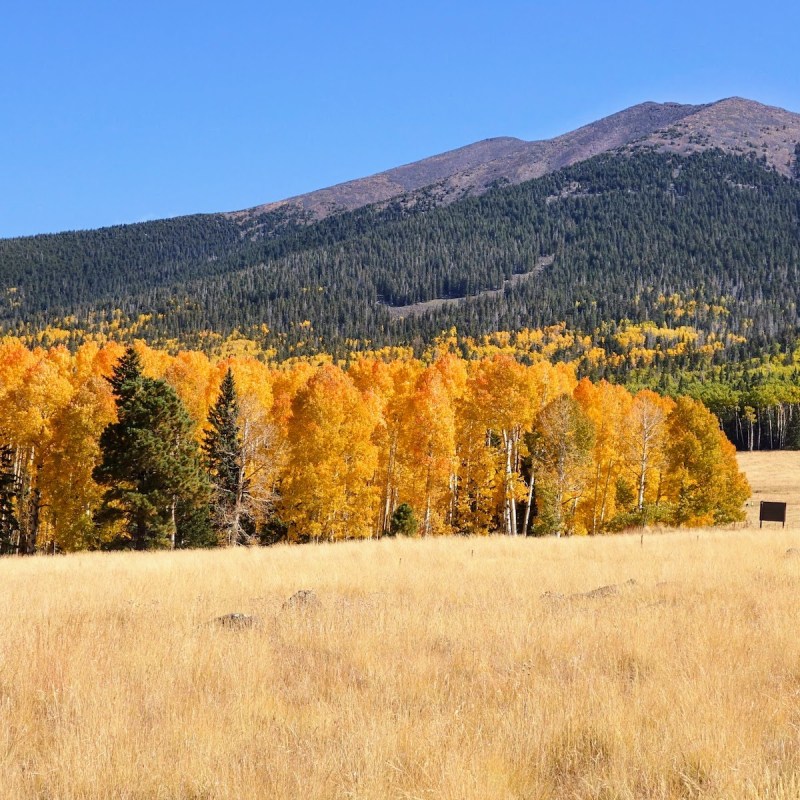 Aspens in SnowBowl, Flagstaff, Arizona