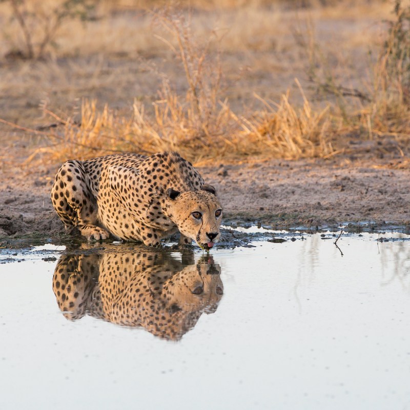 Cheetah on a Botswana safari
