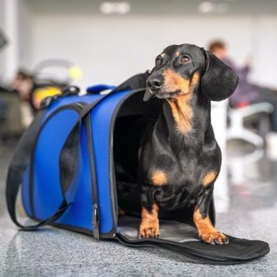 dog in a pet carrier