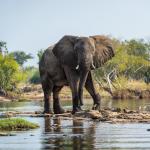 An elephant spotting on Wilderness Safaris in Zambia