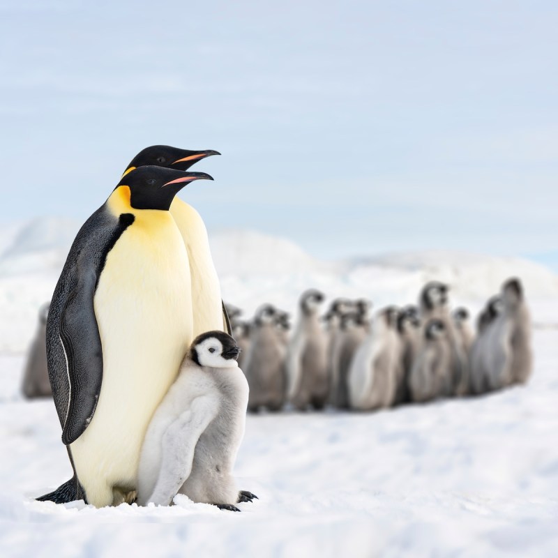 emperor penguins in antarctica