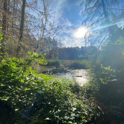 Farrell's Marsh in the Great Tacoma area