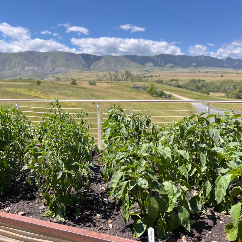 The garden at Brinton's Bistro with the Bighorn Mountains in the background