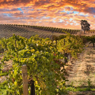 Wine vineyard in Paso Robles, California