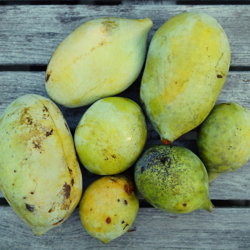 Pawpaw fruit, also called the custard apple