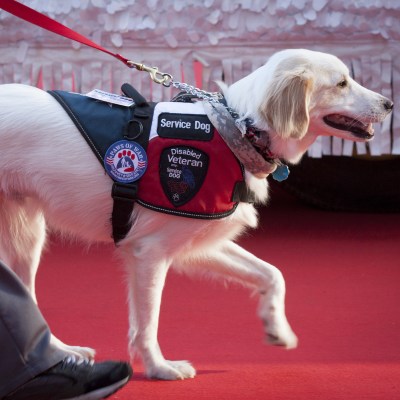 Disabled veteran service dog walking on leash.
