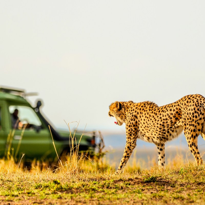 female adult cheetah