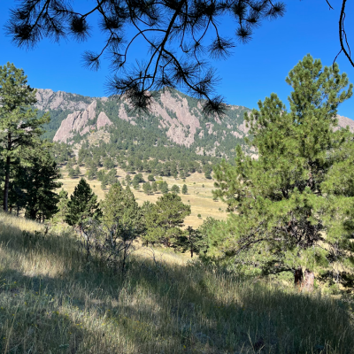 mountain with coniferous trees