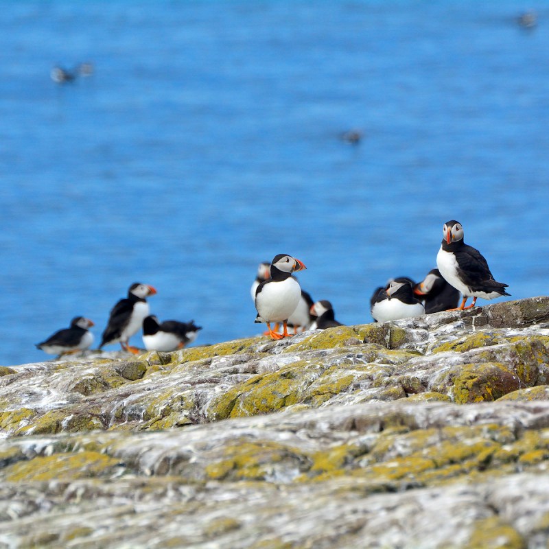 Atlantic puffins at the Farne Islands Nature Reserve in England