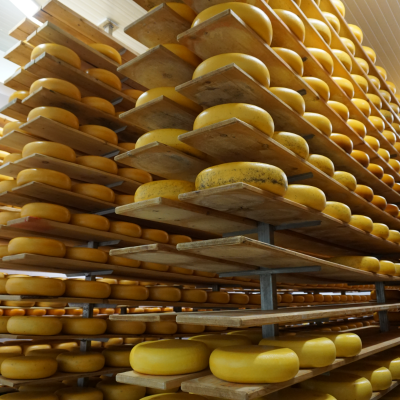 A row of tasty cheese wheels sits in storage