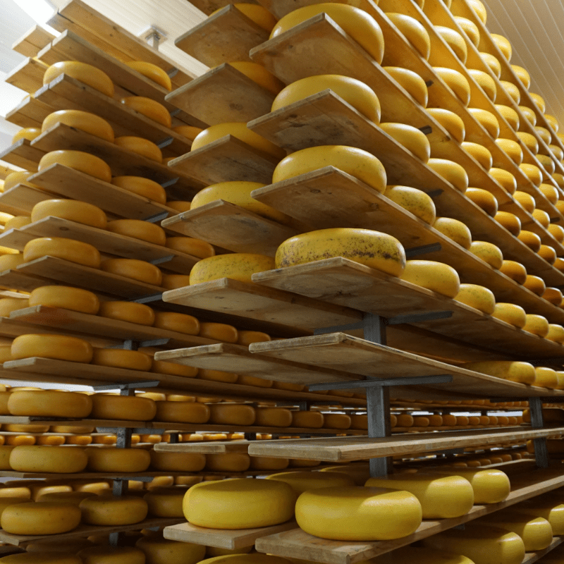 A row of tasty cheese wheels sits in storage