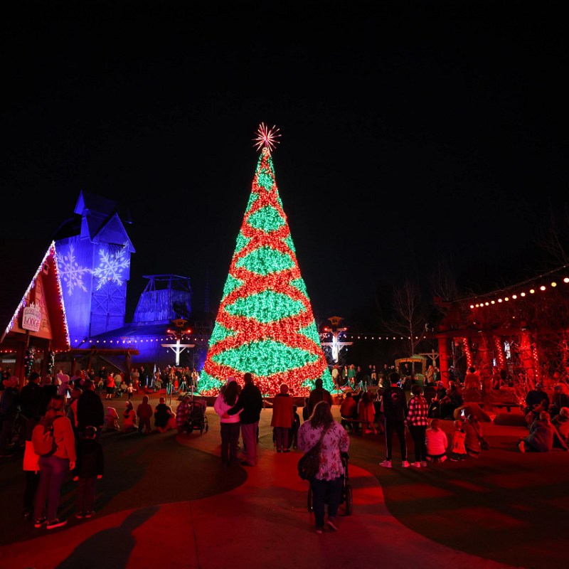 red and green lit tree