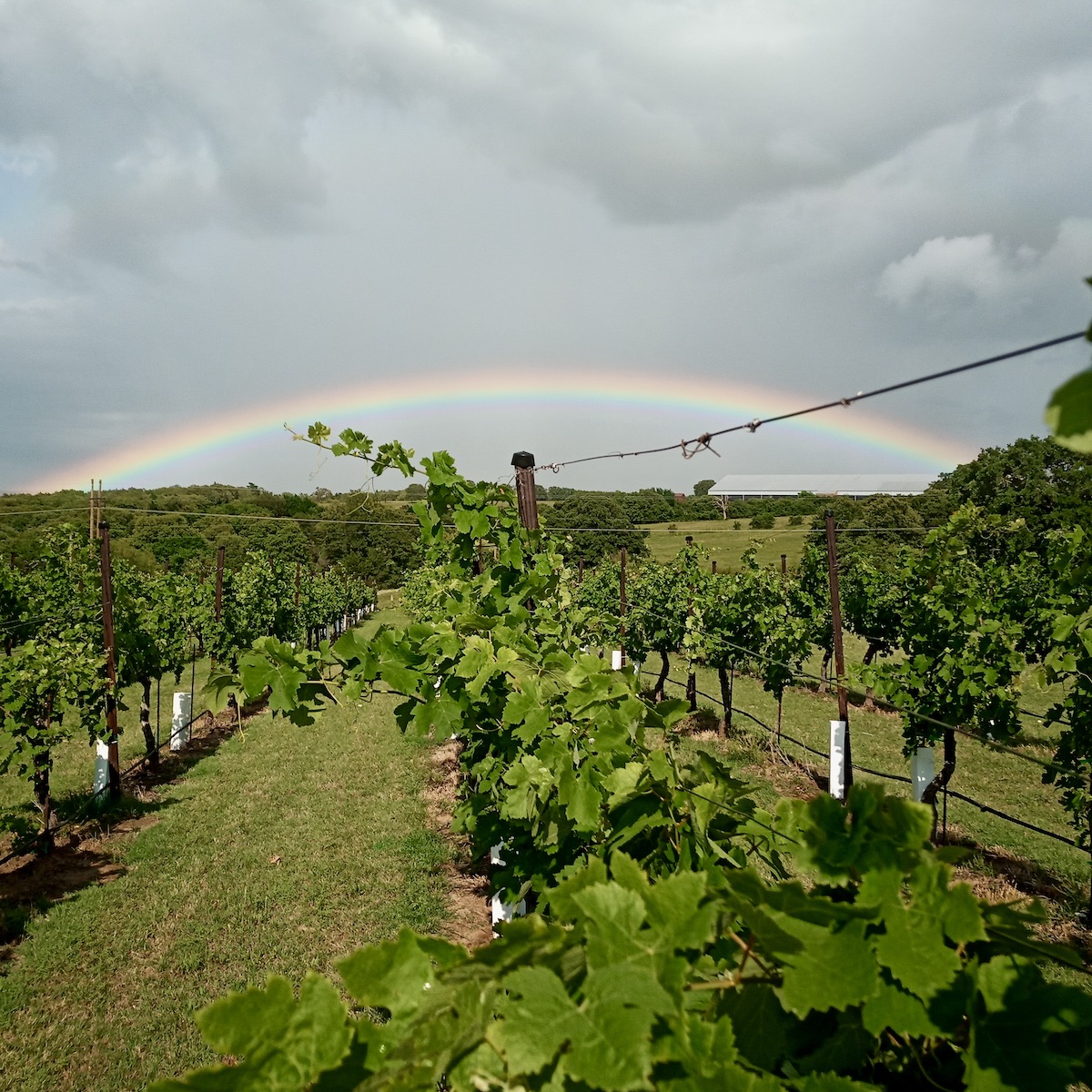Arche Winery in Saint Jo, Texas