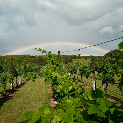Arche Winery in Saint Jo, Texas
