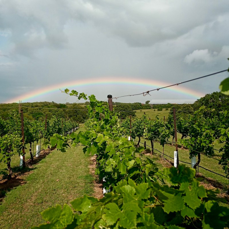 Arche Winery in Saint Jo, Texas