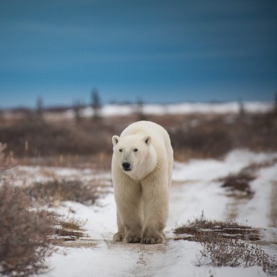 Polar bear in Churchill, Manitoba